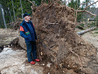 Julhelgens storm fällde träd över hela landet. Nu måste virket ut ur skogen annars hotar Skogsstyrelsen med vite.